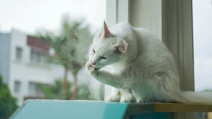 Cute White Cat Licking its Paw Near Window