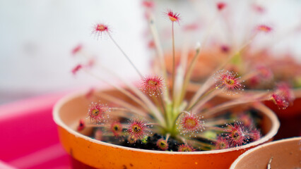 Drosera Paradoxa Insectivorous Plant On a Bokeh Background
