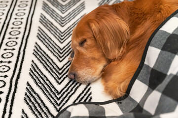 Golden Retriever lying on carpet with quilt