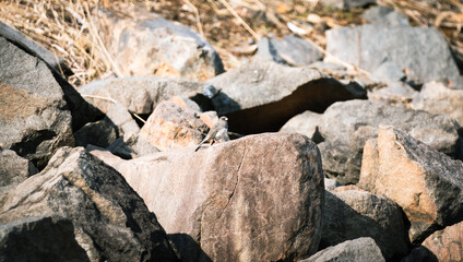 bird on a rock