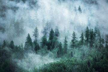 View of foggy mountains. Forested mountain slope in low lying cloud