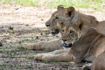 lion and lioness