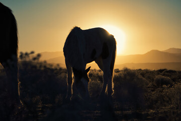 Fototapeta na wymiar Piebald Silhouette Nevada Mustang