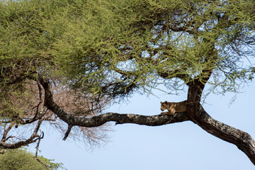 tree in the serengeti