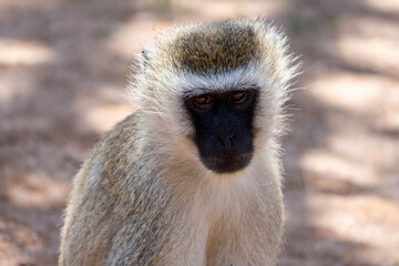 portrait of a black tailed macaque