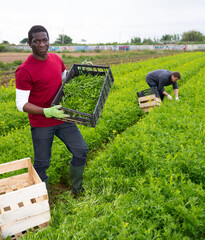 African American farmer harvesting green mizuna (Brassica rapa nipposinica) on the field