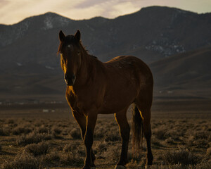Nevada Buckskin Wild Mustang
