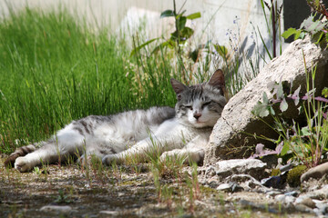 日差しを浴びてうとうとする猫