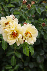 yellow old fashioned rose blooms in garden