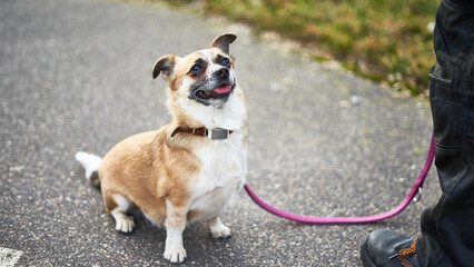 Little funny dog on a walk.