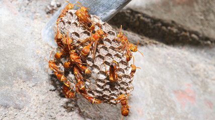 Wasps standing there in the wasp's nest. The yellow-lined paper wasp (Ropalidia marginata)
