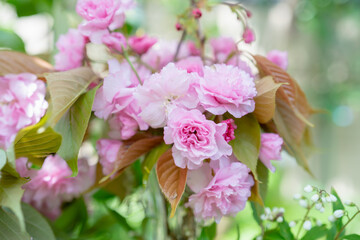 華やかな春の花の背景/ボタン桜/サクラ/ボタンザクラ/さくらの花