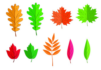 Set of seasonal color leaves. Isolated vector illustration