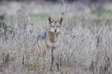 coyote