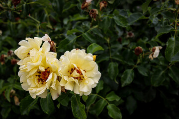 yellow old fashioned rose blooms in garden