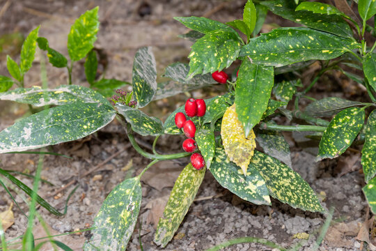Red berries among the variegated leaves of Japanese aucuba (aucuba japonica), a popular perennial