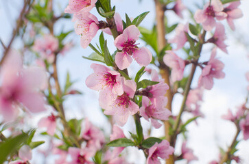 Flowering peach pink flowers macro close-up against the blue sky. Background. Spring flowering concept