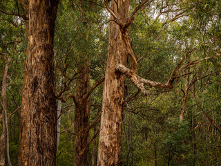 Soft Bark