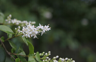 Texas Flowering Privet Ligustrum Shrub Shallow DOF