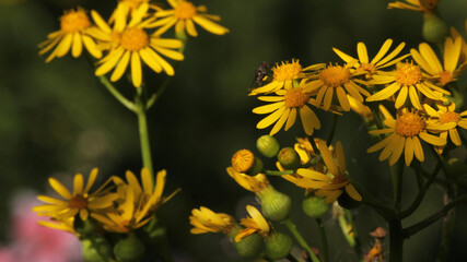 Cressleaf Groundsel Yellow Flowers Packera glabella in Summer Meadow
