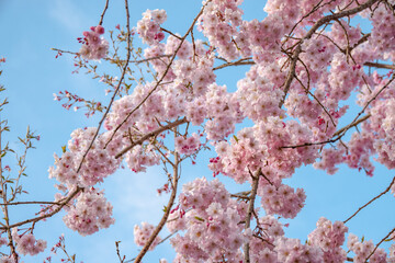 桜の花/サクラ/春めき桜と青空/淡い背景画像