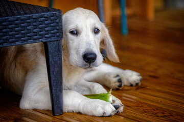 chiot