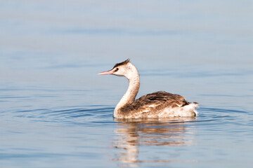 Great Crested Grebe visitor in thailand winter season.