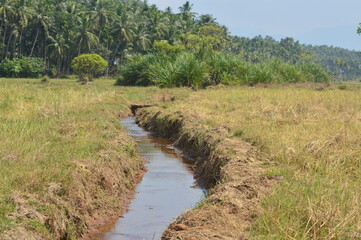 Stream in the field