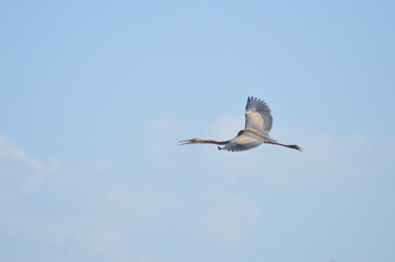 Obraz premium Grey heron on flight in the blue sky