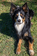 The bright eyes and facial expressions of a tri-colored border collie dog