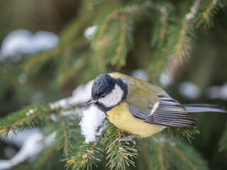 Cute bird Great tit, songbird sitting on the fir branch with snow in winter