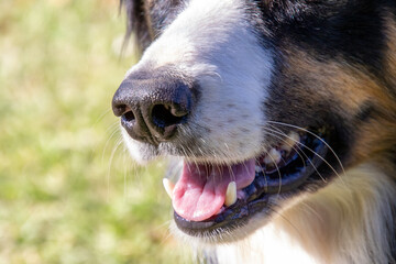 Fototapeta premium The bright eyes and facial expressions of a tri-colored border collie dog