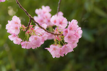 Cherry blossom