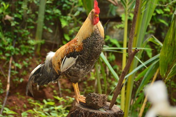 red crested rooster