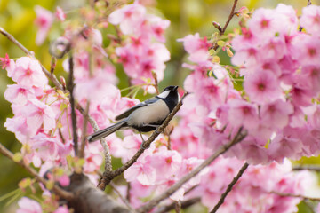 シジュウカラ