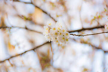 Cherry blossom