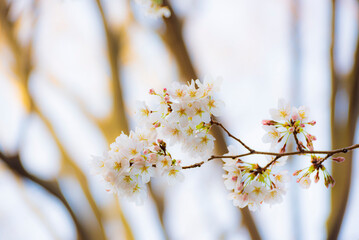 Cherry blossom