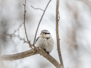 Eurasian nuthatch or wood nuthatch, lat. Sitta europaea, sitting on a tree branch with a blurred background.
