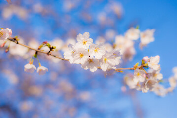 Obraz premium Cherry blossom