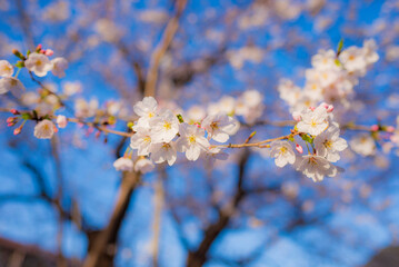 Cherry blossom