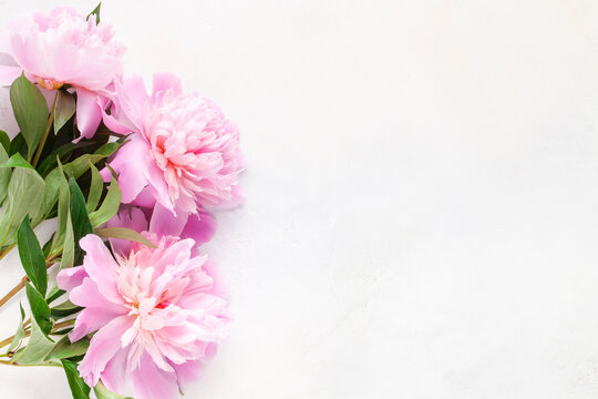 Pink peony and roses  Flowers in a frame on a bright background. Top view. Flat lay