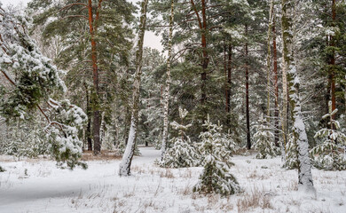 Snow fell to the ground and trees. Cold winter weather.