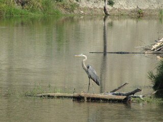 great blue heron