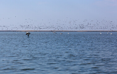 Great white pelicans, pelecanus onocrotalus. Wild migratory birds in the Volga Delta. Wildlife of...