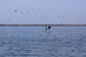 Great white pelicans, pelecanus onocrotalus. Wild migratory birds in the Volga Delta. Wildlife of...