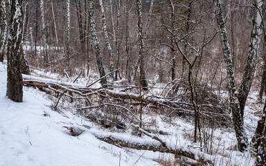 Fallen trees covered in snow