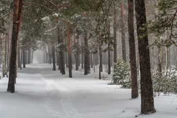 Snow fell to the ground and trees. Cold winter weather.