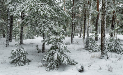 Snow fell to the ground and trees. Cold winter weather.