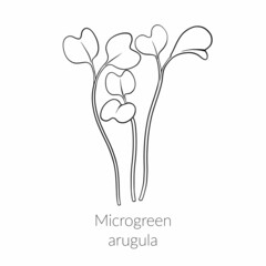 Young microgreen arugula sprouts, arugula microgreen growing, young green leaves, healthy lifestyle concept, vegan healthy food. Vector line graphics on a white background.