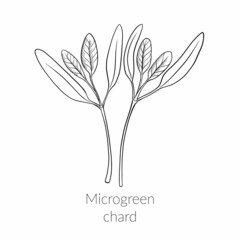Young microgreen chard sprouts, chard microgreen growing, young green leaves, healthy lifestyle concept, vegan healthy food. Vector line graphics on a white background.